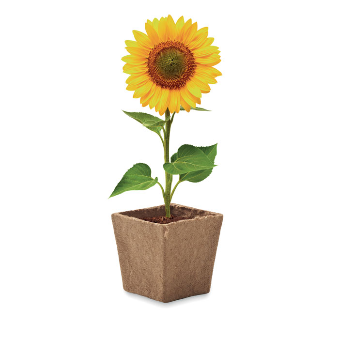 SUNFLOWER KIT - Image 3